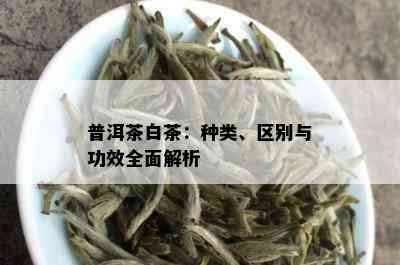 普洱茶白茶：种类、区别与功效全面解析