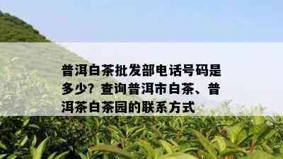 普洱白茶批发部电话号码是多少？查询普洱市白茶、普洱茶白茶园的联系方式