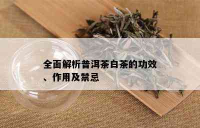 全面解析普洱茶白茶的功效、作用及禁忌