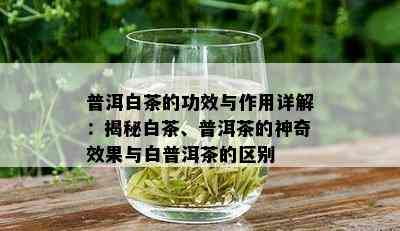 普洱白茶的功效与作用详解：揭秘白茶、普洱茶的神奇效果与白普洱茶的区别