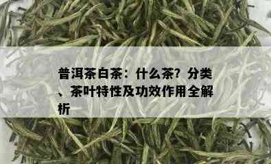 普洱茶白茶：什么茶？分类、茶叶特性及功效作用全解析