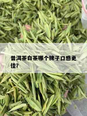 普洱茶白茶哪个牌子口感更佳？