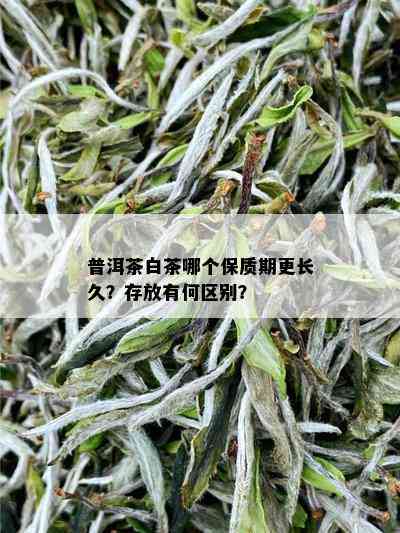 普洱茶白茶哪个保质期更长久？存放有何区别？