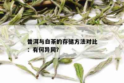 普洱与白茶的存储方法对比：有何异同？