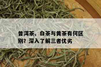 普洱茶、白茶与黄茶有何区别？深入了解三者优劣