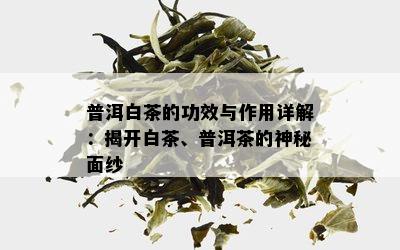 普洱白茶的功效与作用详解：揭开白茶、普洱茶的神秘面纱