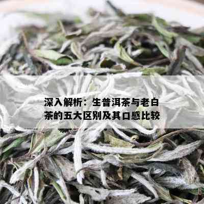 深入解析：生普洱茶与老白茶的五大区别及其口感比较