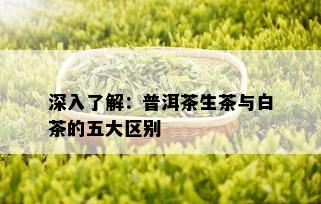 深入了解：普洱茶生茶与白茶的五大区别