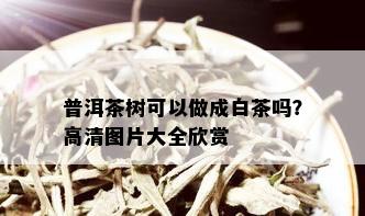 普洱茶树可以做成白茶吗？高清图片大全欣赏