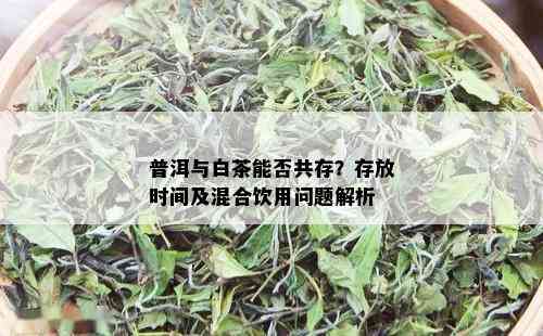 普洱与白茶能否共存？存放时间及混合饮用问题解析