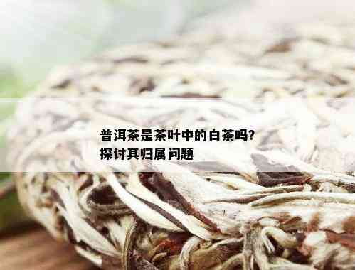 普洱茶是茶叶中的白茶吗？探讨其归属问题