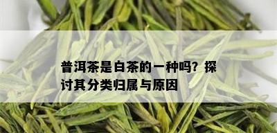 普洱茶是白茶的一种吗？探讨其分类归属与原因