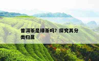 普洱茶是绿茶吗？探究其分类归属