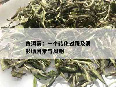 普洱茶：一个转化过程及其影响因素与周期