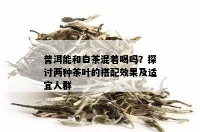 普洱能和白茶混着喝吗？探讨两种茶叶的搭配效果及适宜人群