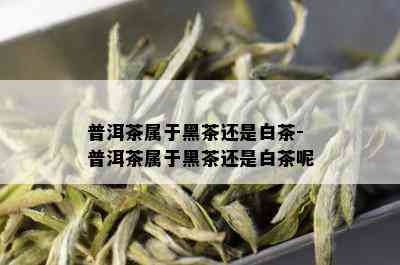 普洱茶属于黑茶还是白茶-普洱茶属于黑茶还是白茶呢