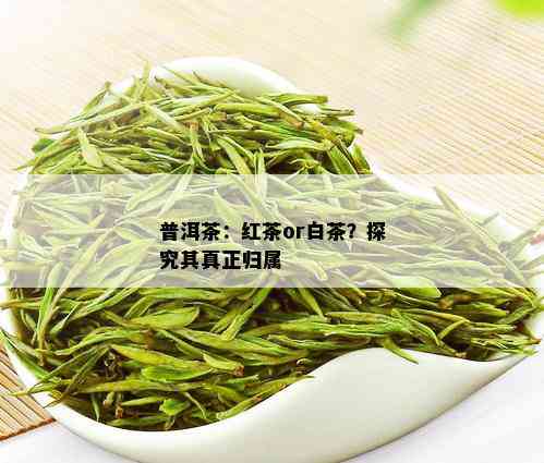 普洱茶：红茶or白茶？探究其真正归属