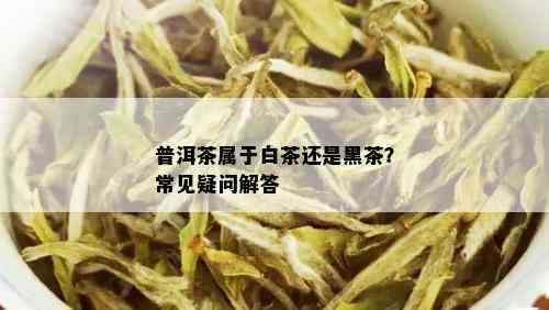 普洱茶属于白茶还是黑茶？常见疑问解答