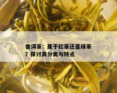 普洱茶：属于红茶还是绿茶？探讨其分类与特点