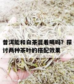 普洱能和白茶混着喝吗？探讨两种茶叶的搭配效果