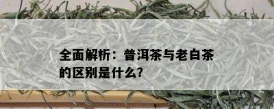 全面解析：普洱茶与老白茶的区别是什么？