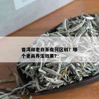 普洱和老白茶有何区别？哪个更具养生效果？