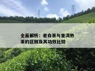 全面解析：老白茶与普洱熟茶的区别及其功效比较