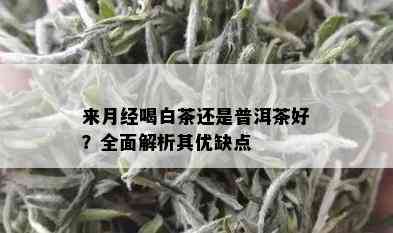 来月经喝白茶还是普洱茶好？全面解析其优缺点