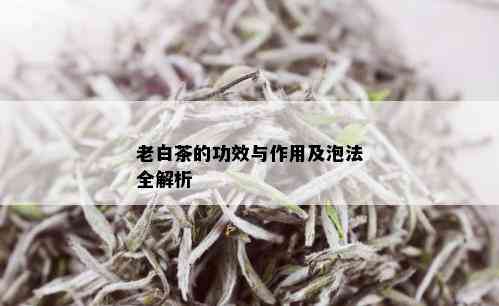 老白茶的功效与作用及泡法全解析