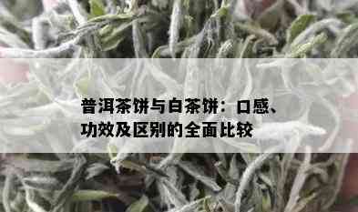 普洱茶饼与白茶饼：口感、功效及区别的全面比较