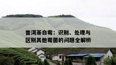 普洱茶白霉：识别、处理与区别其他霉菌的问题全解析