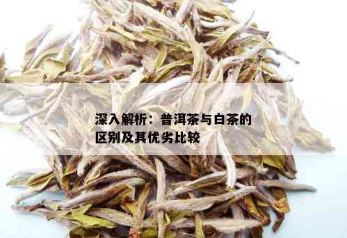 深入解析：普洱茶与白茶的区别及其优劣比较