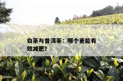 白茶与普洱茶：哪个更能有效减肥？