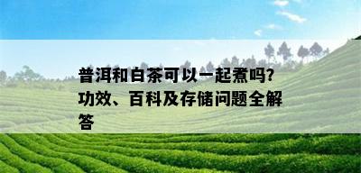 普洱和白茶可以一起煮吗？功效、百科及存储问题全解答