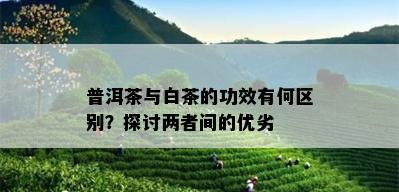 普洱茶与白茶的功效有何区别？探讨两者间的优劣