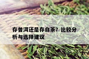 存普洱还是存白茶？比较分析与选择建议