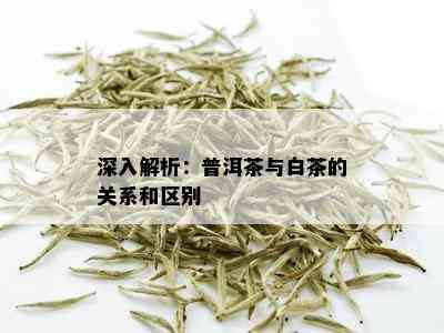 深入解析：普洱茶与白茶的关系和区别