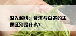 深入解析：普洱与白茶的主要区别是什么？