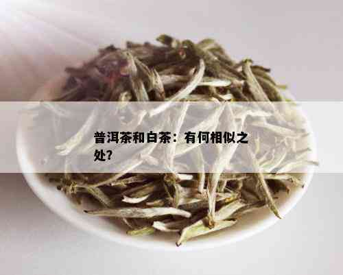 普洱茶和白茶：有何相似之处？