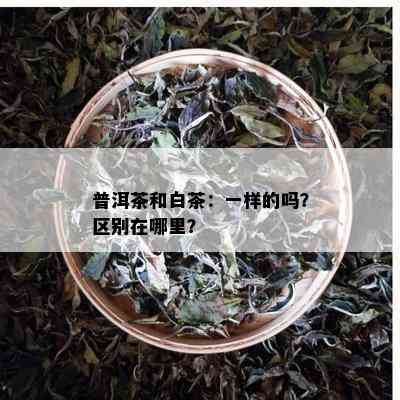 普洱茶和白茶：一样的吗？区别在哪里？