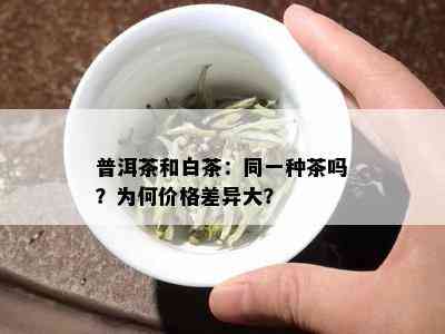 普洱茶和白茶：同一种茶吗？为何价格差异大？