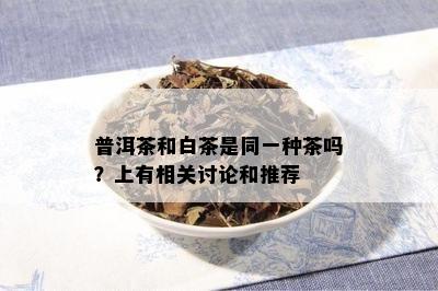 普洱茶和白茶是同一种茶吗？上有相关讨论和推荐