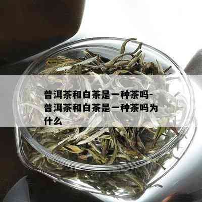 普洱茶和白茶是一种茶吗-普洱茶和白茶是一种茶吗为什么