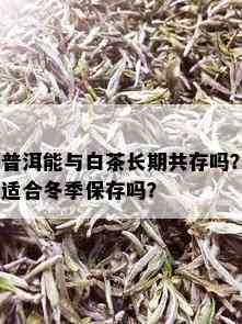 普洱能与白茶长期共存吗？适合冬季保存吗？