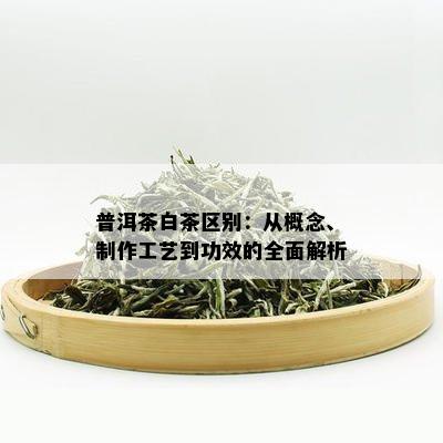 普洱茶白茶区别：从概念、制作工艺到功效的全面解析