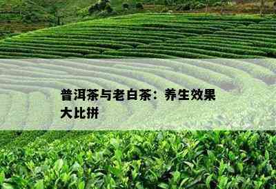 普洱茶与老白茶：养生效果大比拼