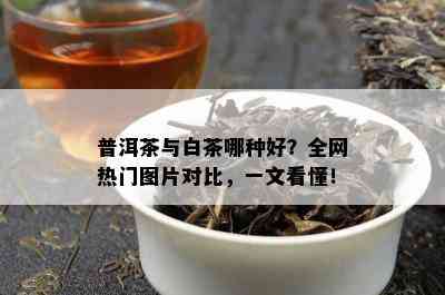 普洱茶与白茶哪种好？全网热门图片对比，一文看懂！