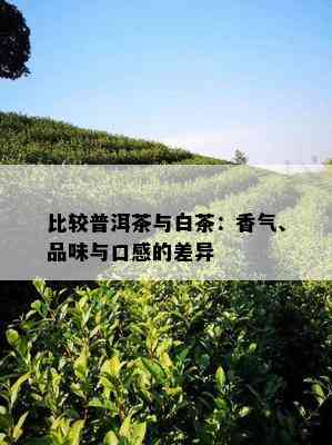 比较普洱茶与白茶：香气、品味与口感的差异