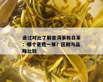 通过对比了解普洱茶和白茶：哪个更胜一筹？区别与品味比较