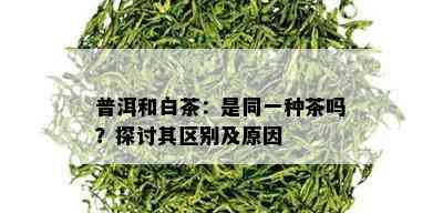 普洱和白茶：是同一种茶吗？探讨其区别及原因